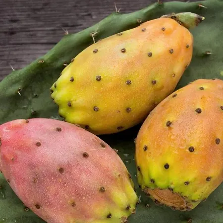 Le Giraffe Rivabella